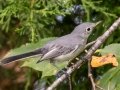 Blue-gray Gnatcatcher - Land Between the Lakes (TN)--South Welcome Station , Stewart County, September 6, 2020