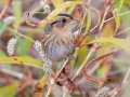 Nelson's Sparrow - Bells Bend Outdoor Center, Nashville, Davidson County, October 17, 2020