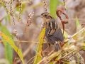Nelson's Sparrow - Bells Bend Outdoor Center, Nashville, Davidson County, October 17, 2020
