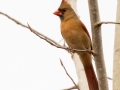 Northern Cardinal (female) - Bells Bend Park, Nashville, Davidson County, December 11, 2020