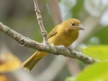 Summer Tanager- Lake Barkley WMA, Dover,  Stewart County, October 9, 2020