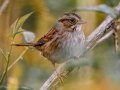 Swamp Sparrow - Bells Bend Outdoor Center, Nashville, Davidson County, October 17, 2020
