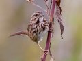 Song Sparrow - Bells Bend Outdoor Center, Nashville, Davidson County, October 17, 2020