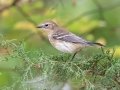 Yellow-rumped Warbler (Myrtle) - Lake Barkley WMA, Dover,  Stewart County, October 9, 2020