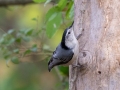 White-breasted Nuthatch - Lake Barkley WMA, Dover,  Stewart County, October 9, 2020