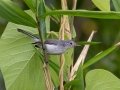 Blue-gray Gnatcatcher - Stewart County, Barkley Wildlife Management Area, Aug 28, 2020
