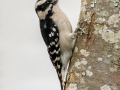 Downy Woodpecker (female) - Pond Overlook -3201 Lake Rd, Woodlawn , Montgomery County, December 19, 2020