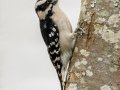 Downy Woodpecker (female) - Pond Overlook -3201 Lake Rd, Woodlawn , Montgomery County, December 19, 2020