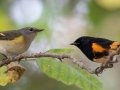 American Redstarts (female on left) - Lake Barkley WMA, Dover,  Stewart County, October 9, 2020