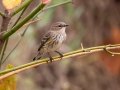 Yellow-rumped Warbler (Myrtle) - Gray's Landing, Dover, Stewart County, October 20, 2020