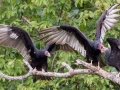 Turkey Vultures - (adult feeding young series) Stewart County, Barkley Wildlife Management Area, Aug 28, 2020
