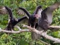Turkey Vultures - (adult feeding young series) Stewart County, Barkley Wildlife Management Area, Aug 28, 2020