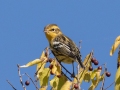 Blackburnian Warbler - Lake Barkley WMA, Dover,  Stewart County, October 5, 2020
