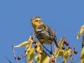 Blackburnian Warbler - Lake Barkley WMA, Dover,  Stewart County, October 5, 2020