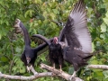Turkey Vultures - (adult feeding young series) Stewart County, Barkley Wildlife Management Area, Aug 28, 2020