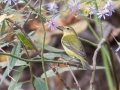 Tennessee Warbler - Lake Barkley WMA, Dover,  Stewart County, October 9, 2020