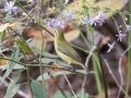 Tennessee Warbler eating flower petals - Lake Barkley WMA, Dover,  Stewart County, October 9, 2020