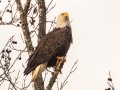Bald Eagle - Big Sandy River--Big Sandy Flats, Henry County, October 31, 2020