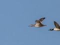 Hooded Mergansers - Pond Overlook -3201 Lake Rd, Woodlawn , Montgomery County, December 12, 2020