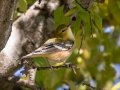 Bay-breasted Warbler - Lake Barkley WMA, Dover,  Stewart County, October 5, 2020