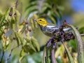 Black-throated Green Warbler - Lake Barkley WMA, Dover,  Stewart County, October 5, 2020