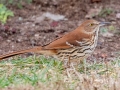Brown Thrasher - Pond Overlook -3201 Lake Rd, Woodlawn , Montgomery County, December 19, 2020