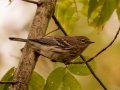 Yellow-rumped Warbler (Myrtle) - Gray's Landing, Dover, Stewart County, October 20, 2020