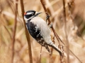 Downy Woodpecker (male) - Pond Overlook -3201 Lake Rd, Woodlawn , Montgomery County, December 19, 2020