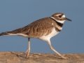 Killdeer - Liberty Park and Marina, Clarksville, Montgomery County, November 7, 2020