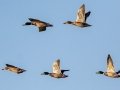 Mallards - 4572-4698 Homer Worsham Rd, Springfield, November 23, 2020