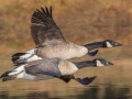 Canada Geese - Liberty Park and Marina, Clarksville, Montgomery County, November 7, 2020