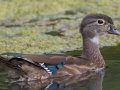 Wood Duck (female in eclipse plumage) - Dunbar Cave State Park, Swan Lake, Clarksville, Montgomery County, September 27, 2020