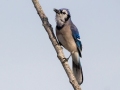 Blue Jay - Pond Overlook -3201 Lake Rd, Woodlawn, Montgomery County, November 24, 2020