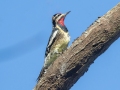 Yellow-bellied Sapsucker (male) - Cross Creeks NWR--Woodpecker Interpretive Trail, Dover, Stewart County, November 12, 2020