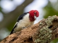 Red-headed Woodpecker drilling into wood - Paris Landing State Park, Henry County,  September 14, 2020