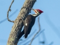 Pileated Woodpecker (male) - Cross Creeks NWR--Woodpecker Interpretive Trail, Dover, Stewart County, November 12, 2020