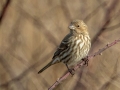 House Finch - Pond Overlook -3201 Lake Rd, Woodlawn, Montgomery County, November 24, 2020