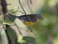 Magnolia Warbler - Lake Barkley State Park,  Stewart County,  September 20, 2020