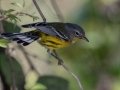 Magnolia Warbler - Lake Barkley State Park,  Stewart County,  September 20, 2020