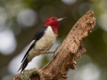 Red-headed Woodpecker hopping to top of branch - Paris Landing State Park, Henry County,  September 14, 2020
