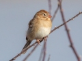 Field Sparrow - Pond Overlook -3201 Lake Rd, Woodlawn, Montgomery County, November 24, 2020