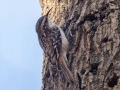 Brown Creeper- Cross Creeks NWR--Woodpecker Interpretive Trail, Dover, Stewart County, November 12, 2020