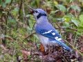 Blue Jay - Cross Creeks NWR, Dover, Stewart County, October 30, 2020
