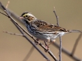 Savannah Sparrow - Pond Overlook -3201 Lake Rd, Woodlawn, Montgomery County, November 24, 2020