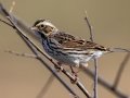 Savannah Sparrow - Pond Overlook -3201 Lake Rd, Woodlawn, Montgomery County, November 24, 2020