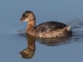 Pied-billed Grebe - Liberty Park and Marina, Clarksville, Montgomery County, November 7, 2020
