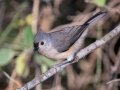Tufted Titmouse- Lake Barkley State Park,  Stewart County,  September 21, 2020
