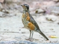 American Robin (immature) - Dunbar Cave State Park, Clarksville, Montgomery County, September 27, 2020