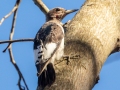 Red-headed Woodpecker (juvenile) - Cross Creeks NWR--Woodpecker Interpretive Trail, Dover, Stewart County, November 12, 2020