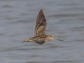 Wilson's Snipe - Pond Overlook -3201 Lake Rd, Woodlawn, Montgomery County, November 24, 2020